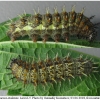 vanes atalanta larva5 volg3